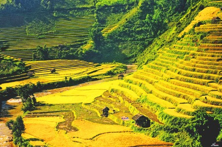 Ngắm mùa vàng Tây Bắc trong nắng thu